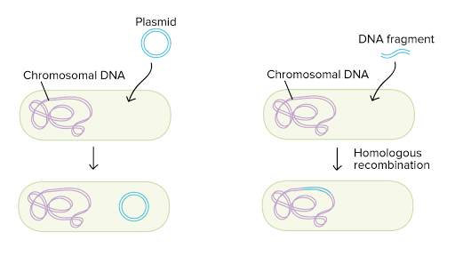 Conjugation, transformation & transduction | Bacteria (article) | Khan