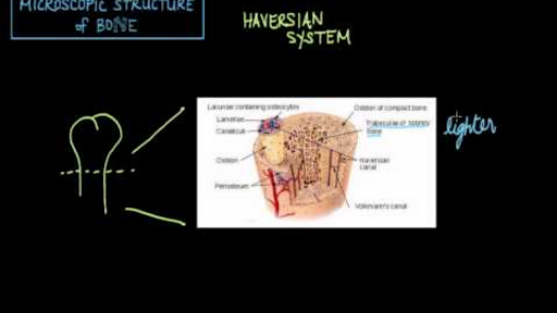 haversian canal volkmann versus