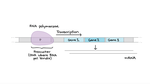 😀 Inducible vs repressible operon. Prokaryotic Gene Expression. 2019-02-11