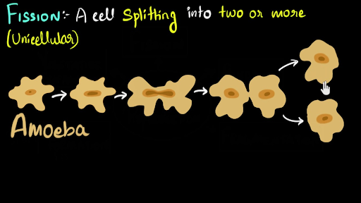 binary fission in leishmania