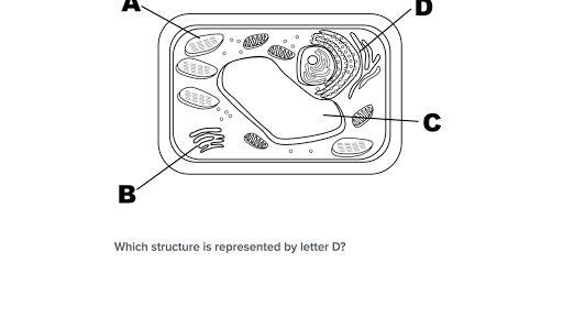 Top 101+ Animal Cell Khan Academy - Merkantilaklubben.org