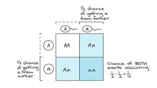 Probabilities In Genetics Article Khan Academy