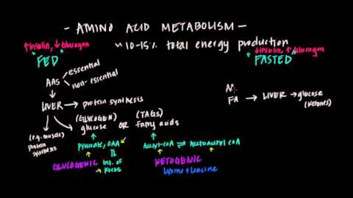 Overview Of Amino Acid Metabolism Video Khan Academy