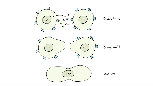 Cell Cell Signaling In Unicellular Organisms Article Khan Academy