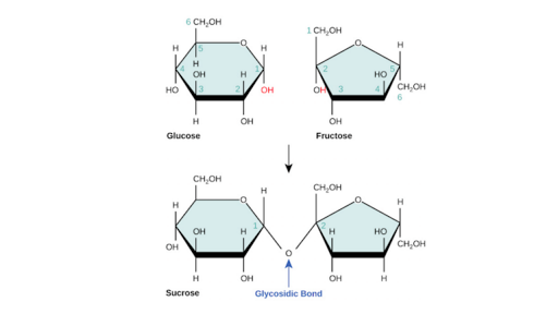 ka structure glucose (article)   Academy   Khan Macromolecules Carbohydrates