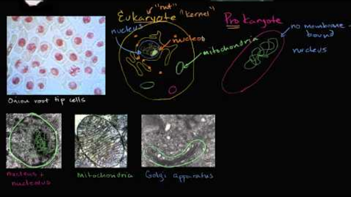 prokaryotic vs eukaryotic cell under microscope