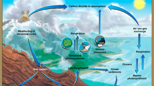 The Carbon Cycle Article Ecology Khan Academy