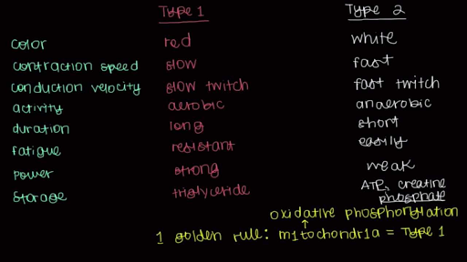 Type 1 And Type 2 Muscle Fibers Video Khan Academy