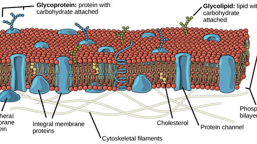 Cell Membrane Structure Phospholipids