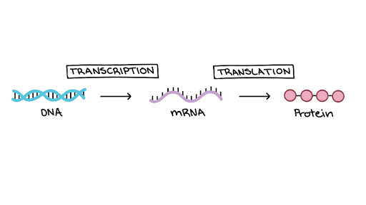 Intro to gene expression (central dogma) (article) | Khan Academy