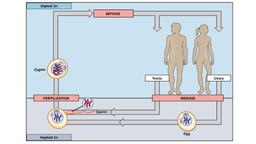 Sexual Life Cycles Article Meiosis Khan Academy 