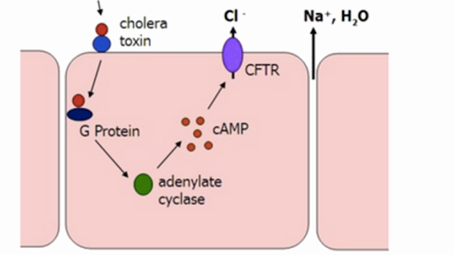 Kolera toxin - Cholera toxin - elmuszolg.hu