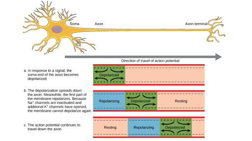 Depolarization Hyperpolarization Amp Neuron Action