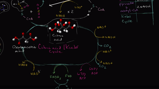 mastering biology oxidative phosphorylation concept map