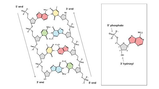 structure salt genetic (artículo)  estructura del Descubrimiento de ADN la Khan