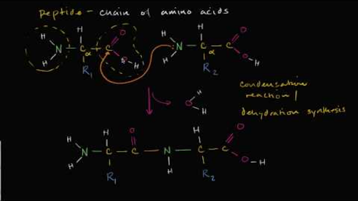 peptide bond formation animation