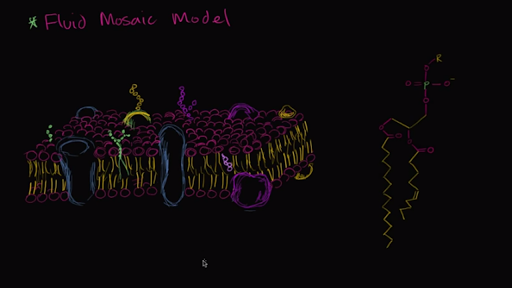 fluid mosaic model drawing