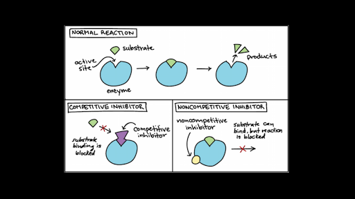 Which Of The Following Statements Are True About Regulation Of This Enzyme