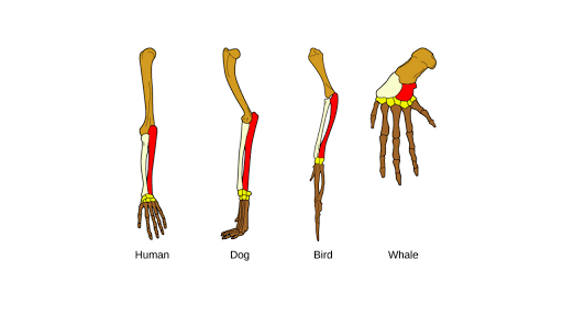 Evidence for evolution (article) | Khan Academy