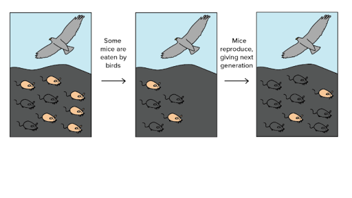 & natural selection (article) | Khan Academy