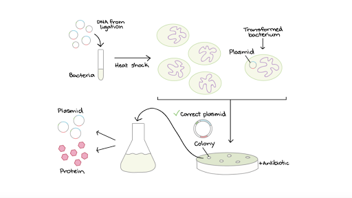 Plasmid Conjugation