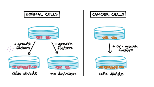Cell division cancer essay