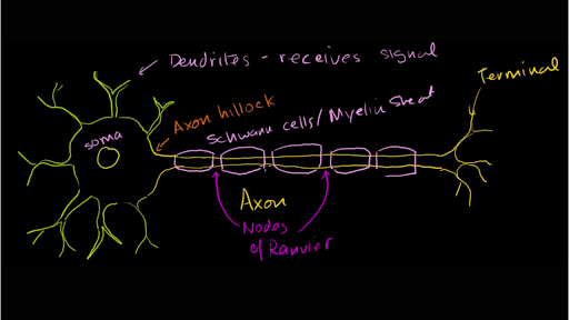 1: The basic anatomy of the neuron. The soma is the body of the