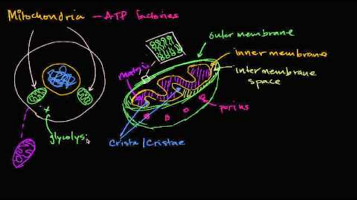 Cell Structure And Function Ap College Biology Science Khan Academy