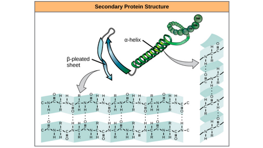 what is the secondary structure of a protein