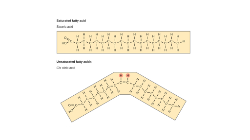 Lipids Article Macromolecules Khan Academy