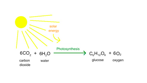 photosynthesis formula ile ilgili görsel sonucu