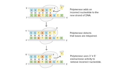 proofreading polymerase pcr