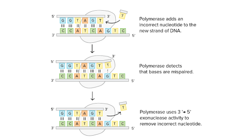 Dna Proofreading And Repair Article Khan Academy