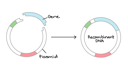 Bacteria carrying a plasmid with an antibiotic resistance gene are important in cloning because