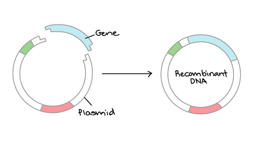 bacterial plasmid structure