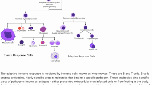 Innate vs adaptive immunity (practice) | Khan Academy