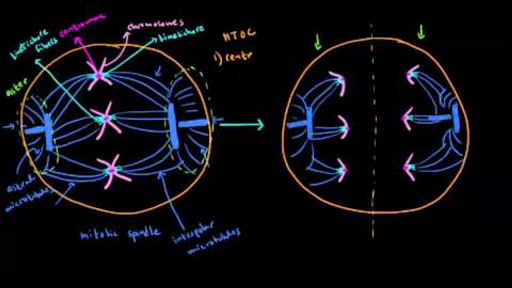 microtubules