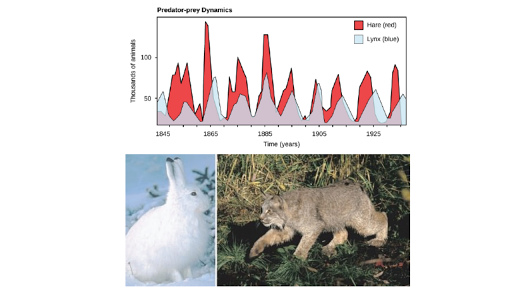 Predation Herbivory Article Ecology Khan Academy