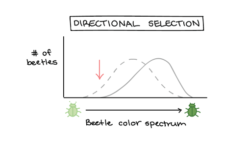 Natural Selection In Populations Article Khan Academy - 