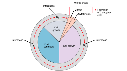 Phases of the cell cycle (article) | Khan Academy