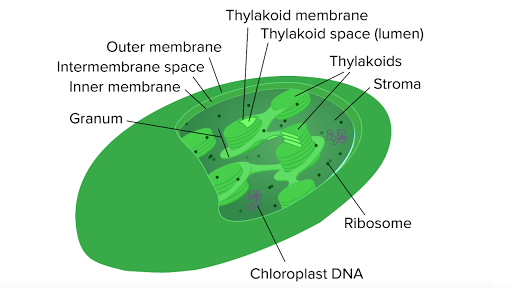 animal cell chloroplast