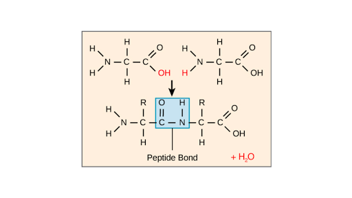 Introduction To Proteins And Amino Acids Article Khan Academy