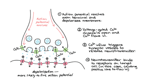 Image result for WATER FILTRATION THROUGH CELL MEMBRANES OF A NERVE CELL