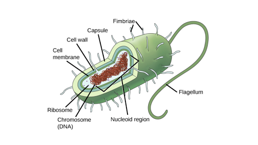 Prokaryotic cells (article) | Khan Academy