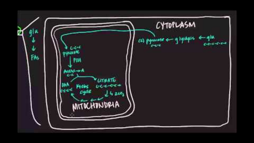 Fatty Acid Synthesis Part I Video Khan Academy