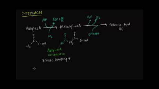 Fatty Acid Synthesis Part Ii Video Khan Academy