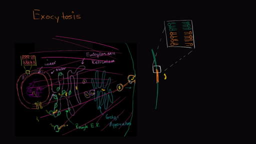 Exocytosis Video Membrane Transport Khan Academy