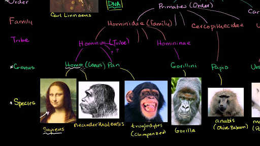 Taxonomic definition of ape