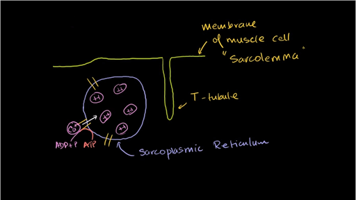 muscle cell diagram for kids