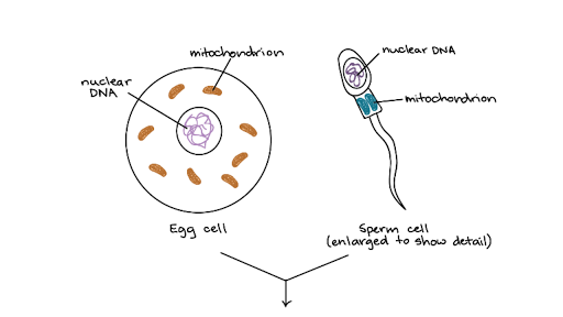 Mitochondrial Inheritance And Chloroplast Dna Article Khan Academy